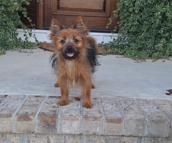 Medium Photo #1 Yoranian Puppy For Sale in ELKTON, KY, USA