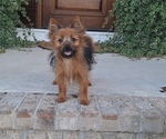 Puppy Pico Yoranian
