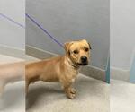 Small Mutt