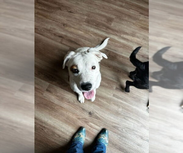 Medium Photo #4 American Pit Bull Terrier-Unknown Mix Puppy For Sale in Chandler, AZ, USA