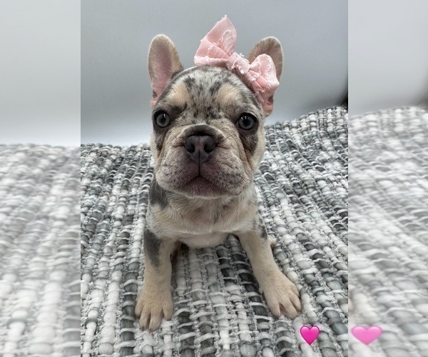 Medium Photo #2 French Bulldog Puppy For Sale in PLEASANTON, CA, USA