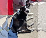 Small #18 Australian Shepherd Mix