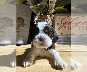 Cocker Spaniel Puppy for sale in PHEBA, MS, USA
