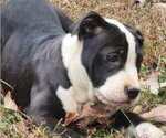 Small #4 American Bully