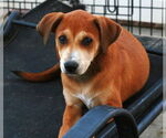 Small #10 Labrador Retriever Mix
