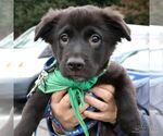 Small #2 Labrador Retriever-Retriever  Mix