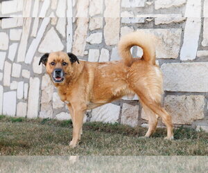 Mason - Male Golden Retriever-Unknown Mix Dog for Adoption - Photo #7