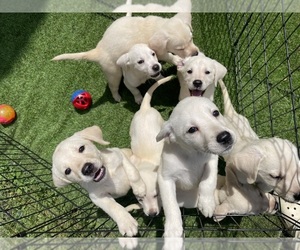 Labrador Retriever Puppy for sale in FRIES, VA, USA