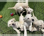 Small Labrador Retriever