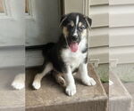 Small #1 Huskies  Mix