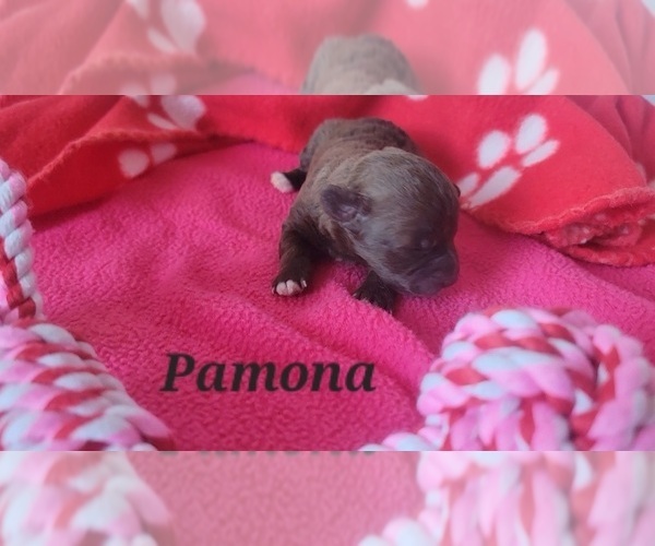 Medium Photo #2 Poodle (Toy) Puppy For Sale in TUCSON, AZ, USA