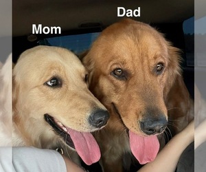 Mother of the Golden Retriever puppies born on 07/29/2025