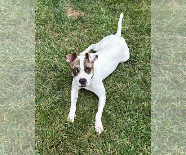 Medium Photo #1 American Pit Bull Terrier-Unknown Mix Puppy For Sale in Germantown, OH, USA