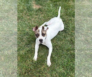 American Pit Bull Terrier-Unknown Mix Dogs for adoption in Germantown, OH, USA