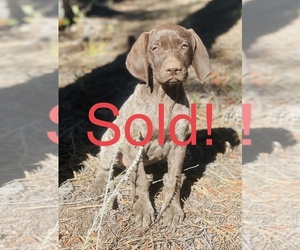 German Shorthaired Pointer Puppy for sale in COLBY, KS, USA
