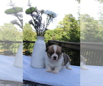 Small #6 Pembroke Welsh Corgi