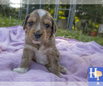 Puppy 2 Australian Shepherd-Poogle Mix