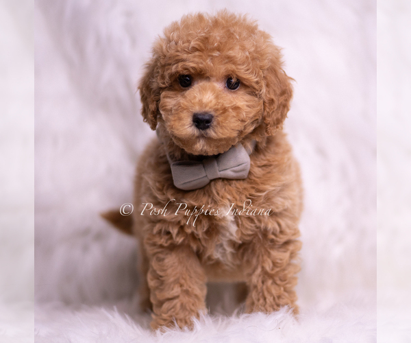 Medium Photo #76 Goldendoodle (Miniature) Puppy For Sale in WARSAW, IN, USA