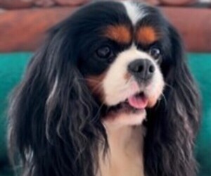 Father of the Cavalier King Charles Spaniel puppies born on 09/16/2025