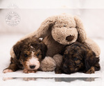 Small Photo #7 Bernedoodle Puppy For Sale in LEAVENWORTH, IN, USA