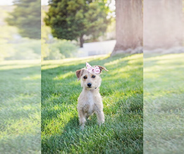 Medium Photo #1 Chihuahua-Unknown Mix Puppy For Sale in Sandy, UT, USA