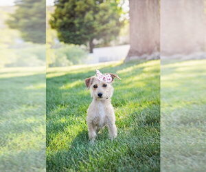 Chihuahua-Unknown Mix Dogs for adoption in Sandy, UT, USA