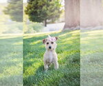 Small Chihuahua Mix
