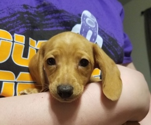 Dachshund Puppy for sale in POINT PLEASANT, WV, USA