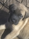 Small Photo #8 Mastiff Puppy For Sale in COPPERAS COVE, TX, USA
