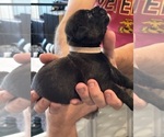 Small Photo #66 Cane Corso Puppy For Sale in REEVESVILLE, SC, USA