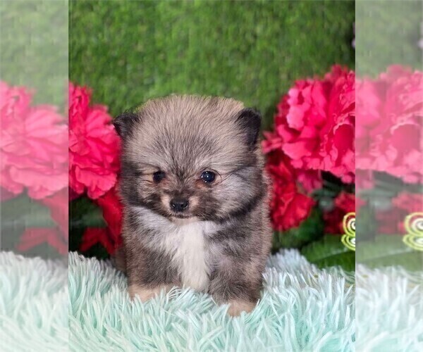 Medium Photo #5 Pomeranian Puppy For Sale in MIAMI, FL, USA