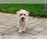 Small #4 Poodle (Toy)-West Highland White Terrier Mix