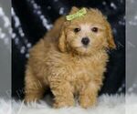 Small Photo #71 Maltipoo (Miniature) Puppy For Sale in WARSAW, IN, USA