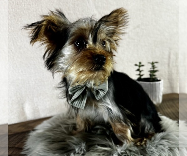 Medium Photo #4 Yorkshire Terrier Puppy For Sale in NAPPANEE, IN, USA