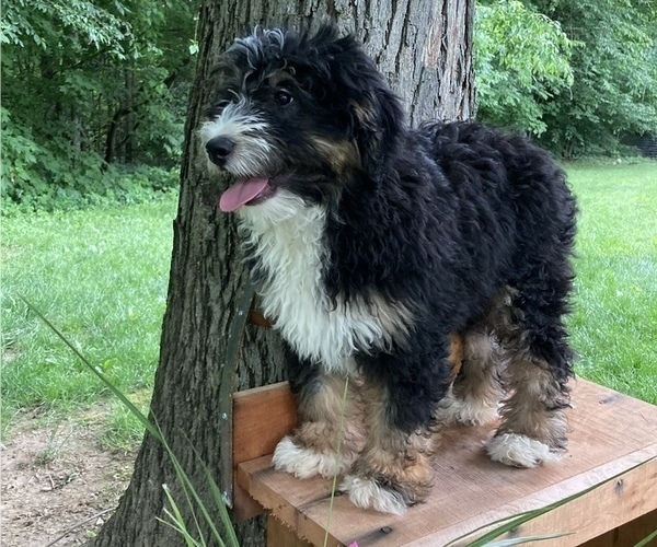 Medium Photo #1 Miniature Bernedoodle Puppy For Sale in APPLE CREEK, OH, USA