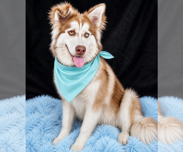 Medium Photo #3 Siberian Husky Puppy For Sale in Mt. Laurel, NJ, USA