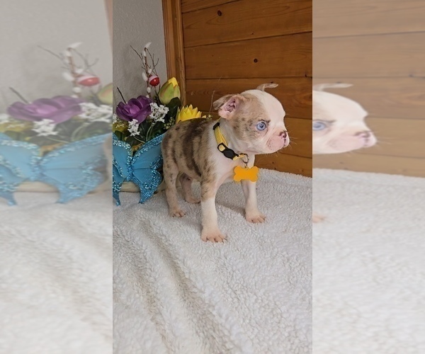 Medium Photo #2 Boston Terrier Puppy For Sale in JASONVILLE, IN, USA