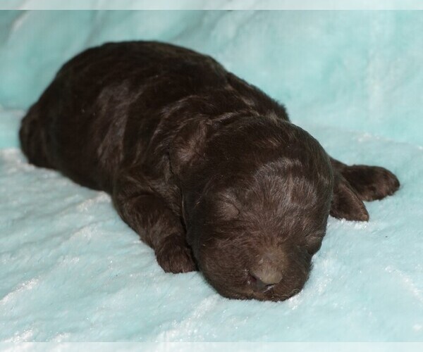 Medium Photo #1 Labradoodle Puppy For Sale in LA HABRA, CA, USA