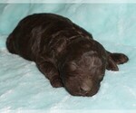 Image preview for Ad Listing. Nickname: brown