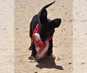 Dachshund-Unknown Mix Dogs for adoption in Peralta, NM, USA
