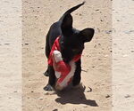 Small Dachshund Mix
