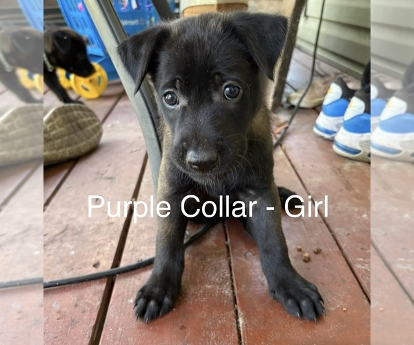 Medium Photo #1 Belgian Malinois Puppy For Sale in LAKE MARY, FL, USA