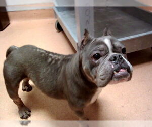 Medium French Bulldog Mix