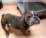 Small French Bulldog Mix