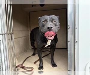 Medium American Pit Bull Terrier