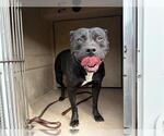 Small American Pit Bull Terrier