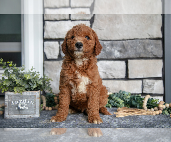 Medium Photo #21 Goldendoodle (Miniature) Puppy For Sale in HOLMESVILLE, OH, USA