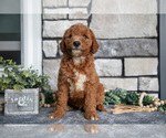 Small Photo #21 Goldendoodle (Miniature) Puppy For Sale in HOLMESVILLE, OH, USA
