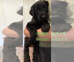 Small #2 Golden Retriever-Schnauzer (Giant) Mix