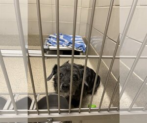 Dachshund-Unknown Mix Dogs for adoption in Virginia Beach, VA, USA